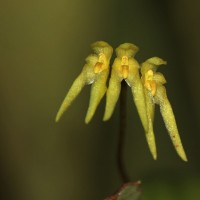 <i>Bulbophyllum thwaitesii</i>  Rchb.f.